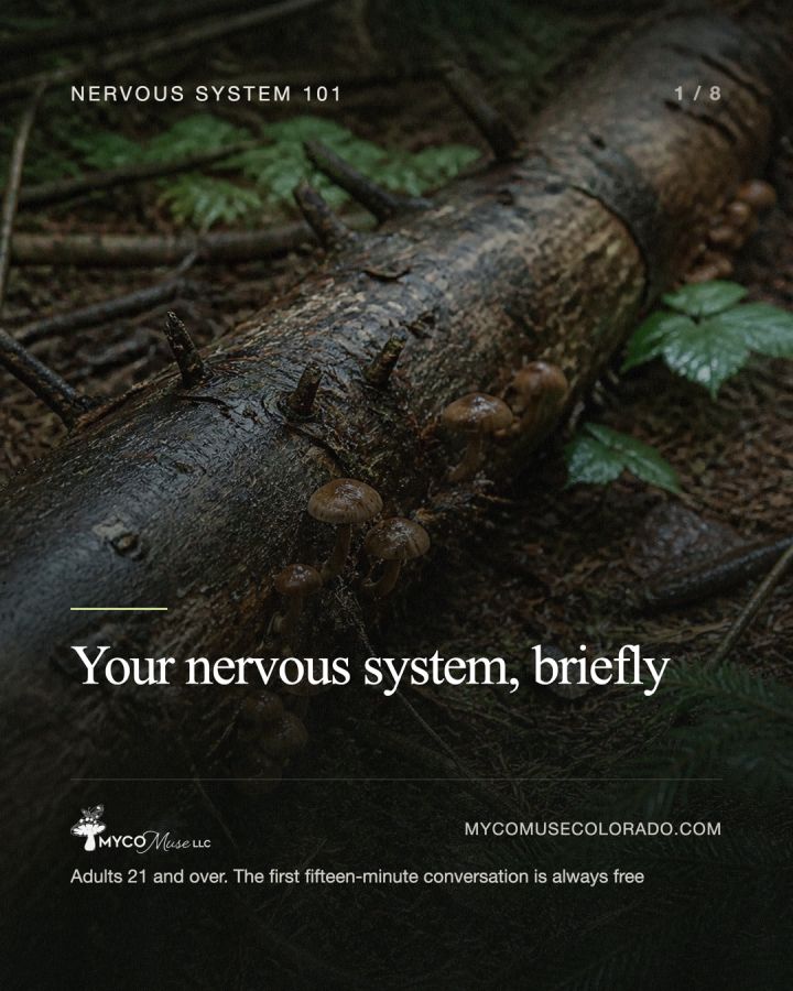 Your nervous system has been keeping score all along. A short field guide, in plain words. This deck covers what settling actually feels...