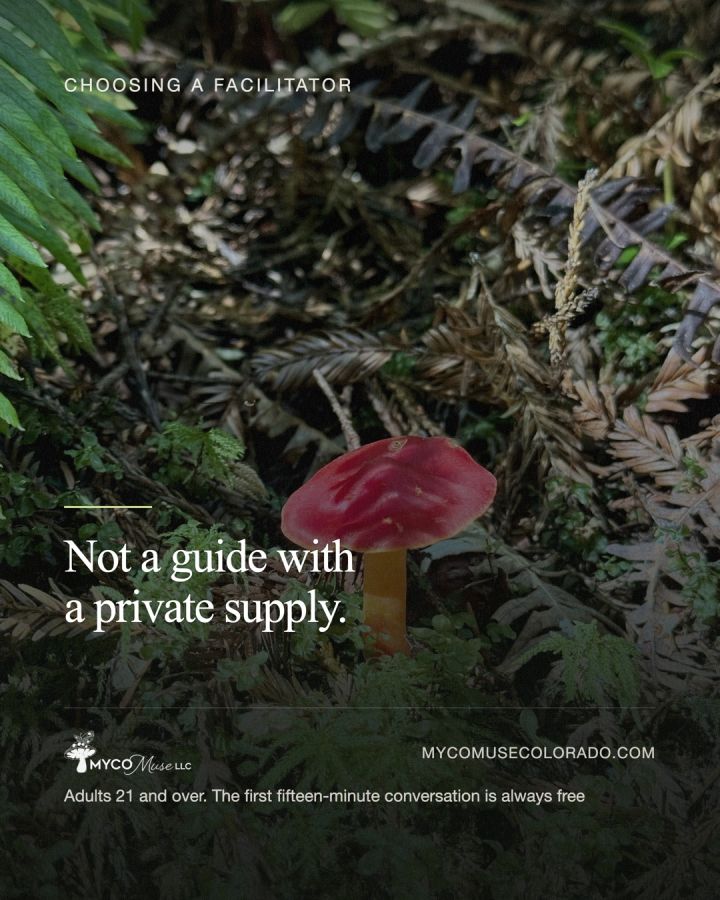 Not a guide with a private supply. A facilitator who offers to bring the mushrooms is describing a crime, not a service. Licensed room. L...
