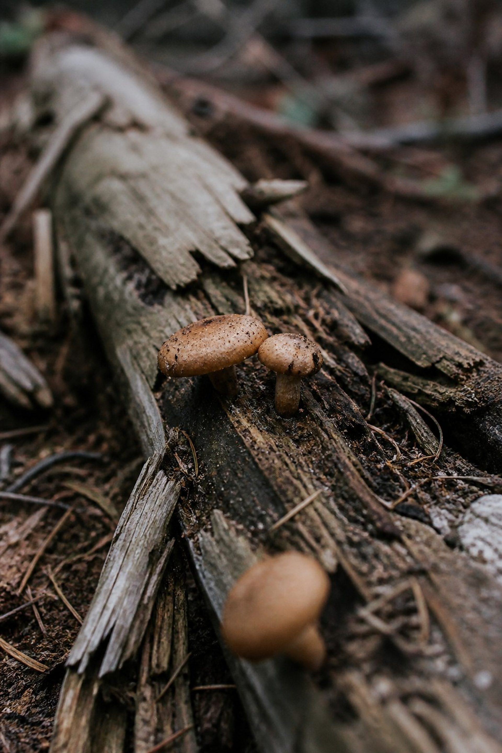 Can you buy psilocybin in Colorado?