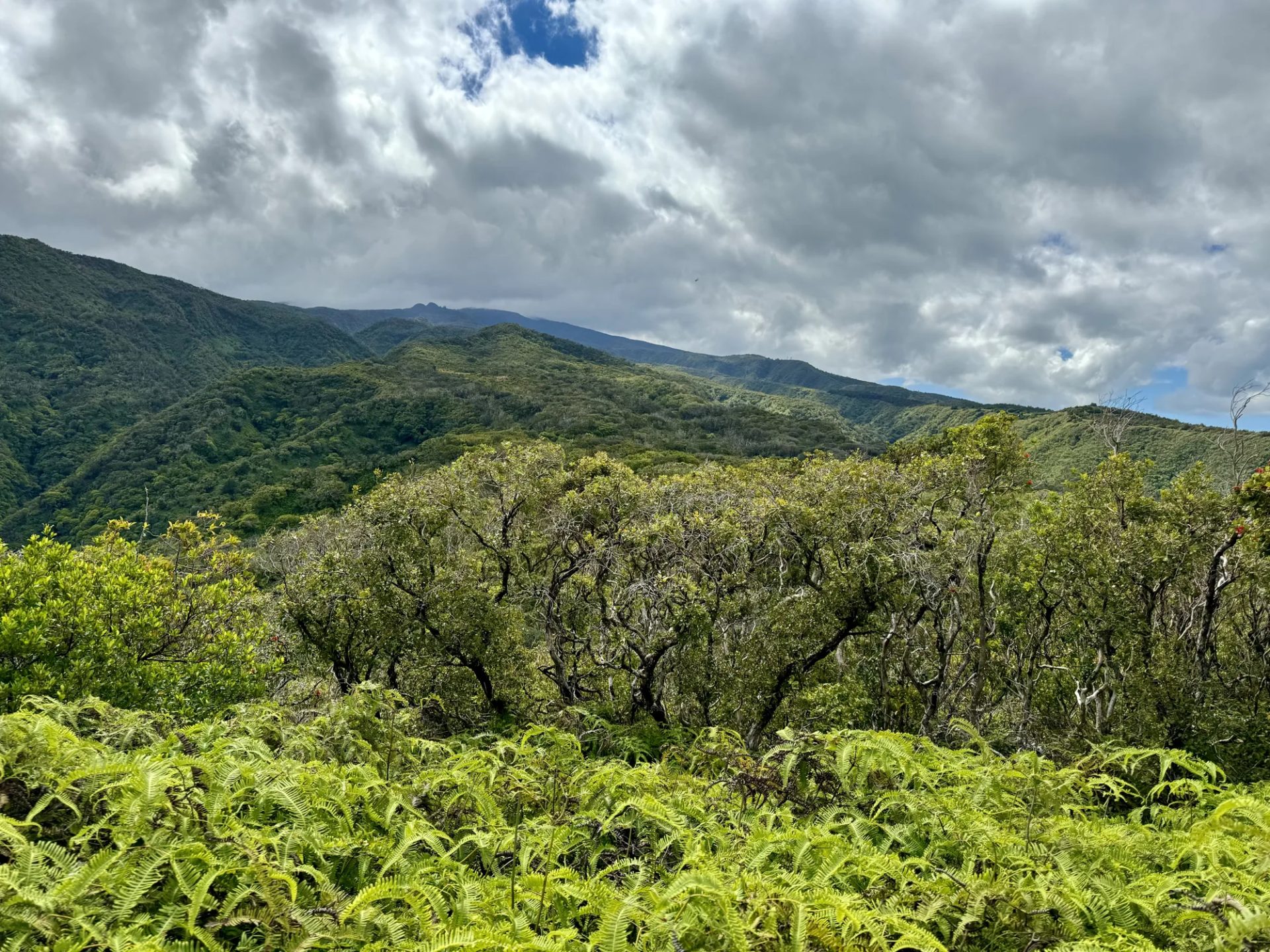 Fern-covered ridge opening toward distant hills