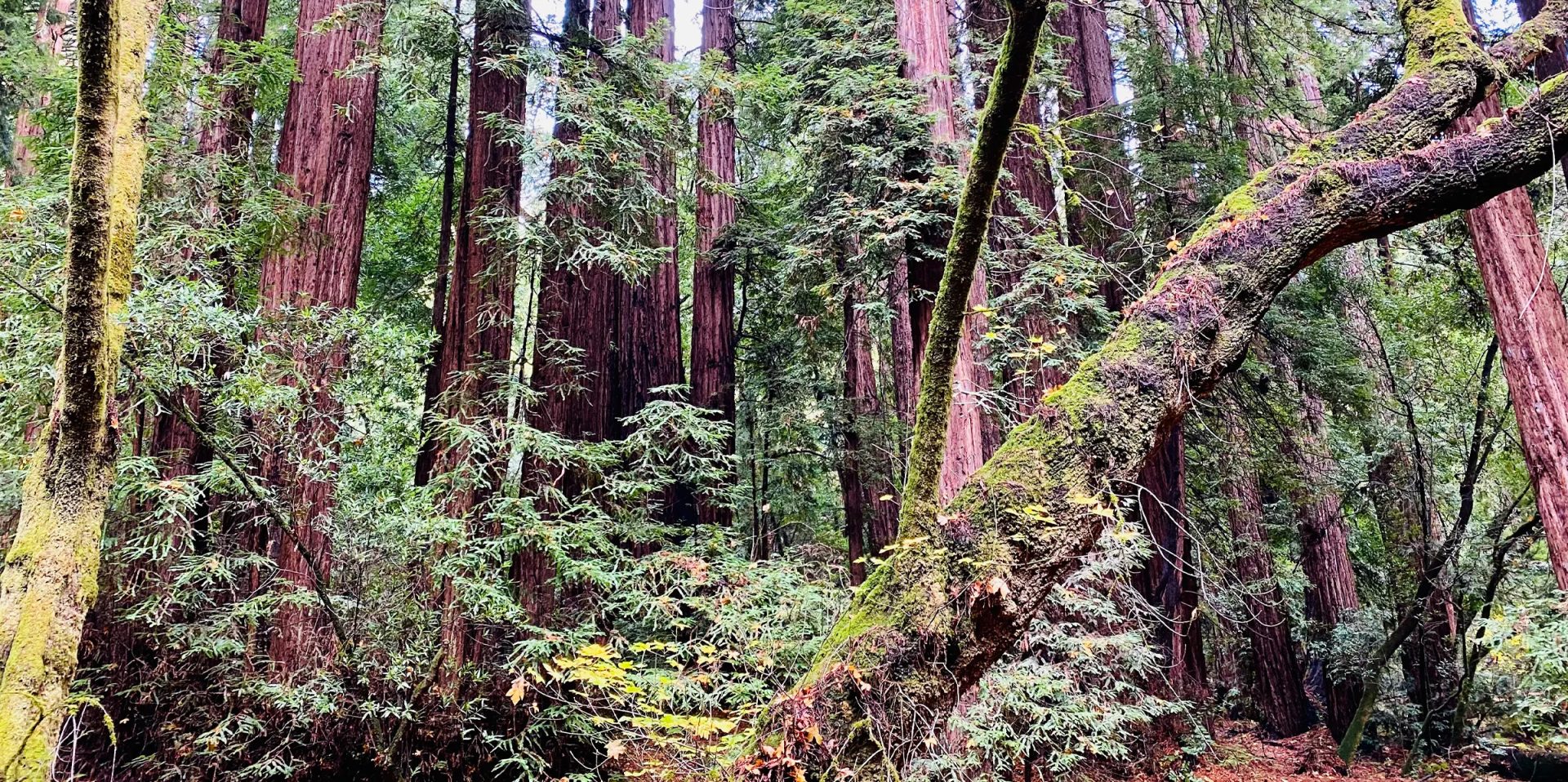 Sunlit old-growth redwood forest