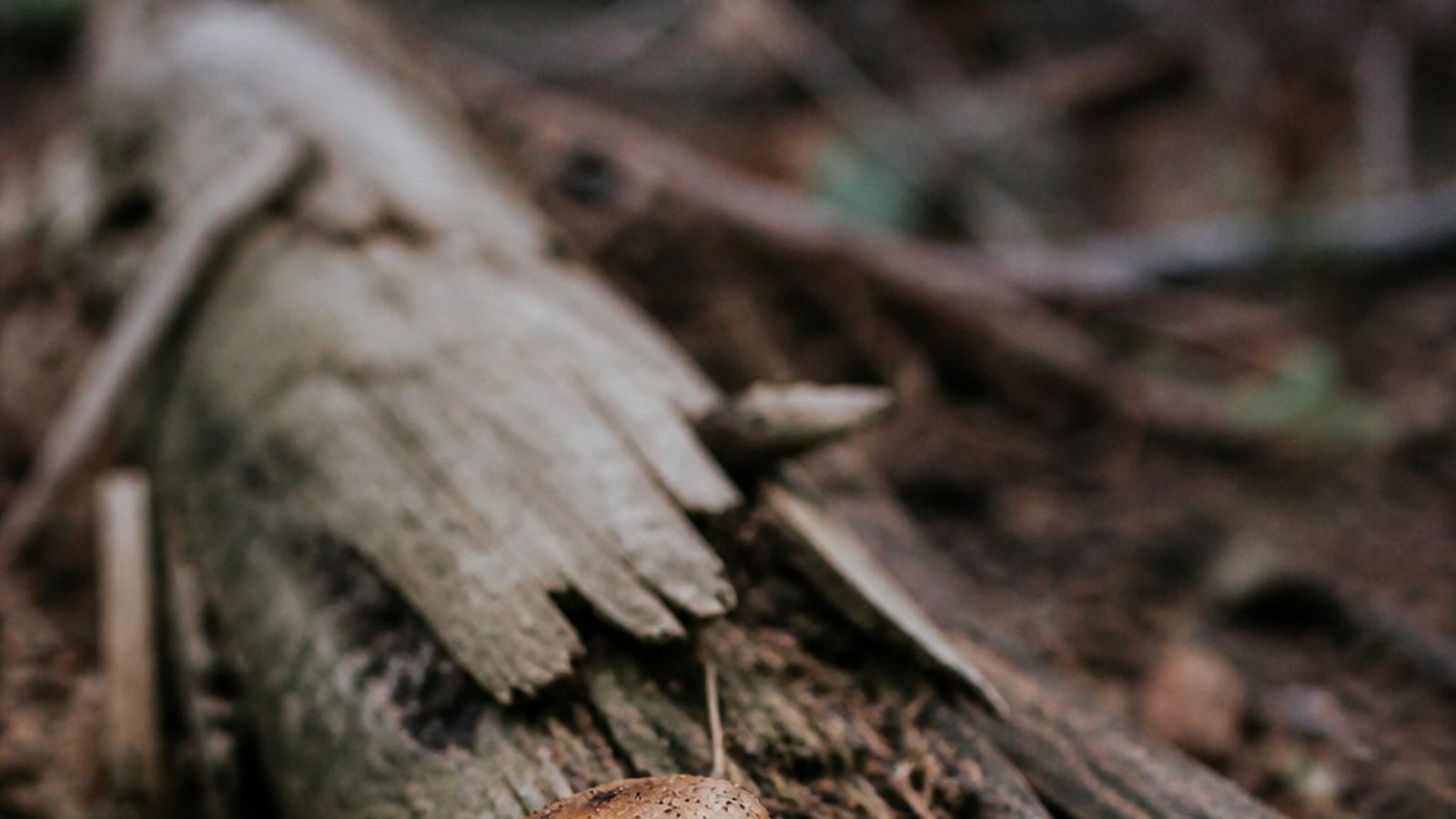 Can you buy psilocybin in Colorado?