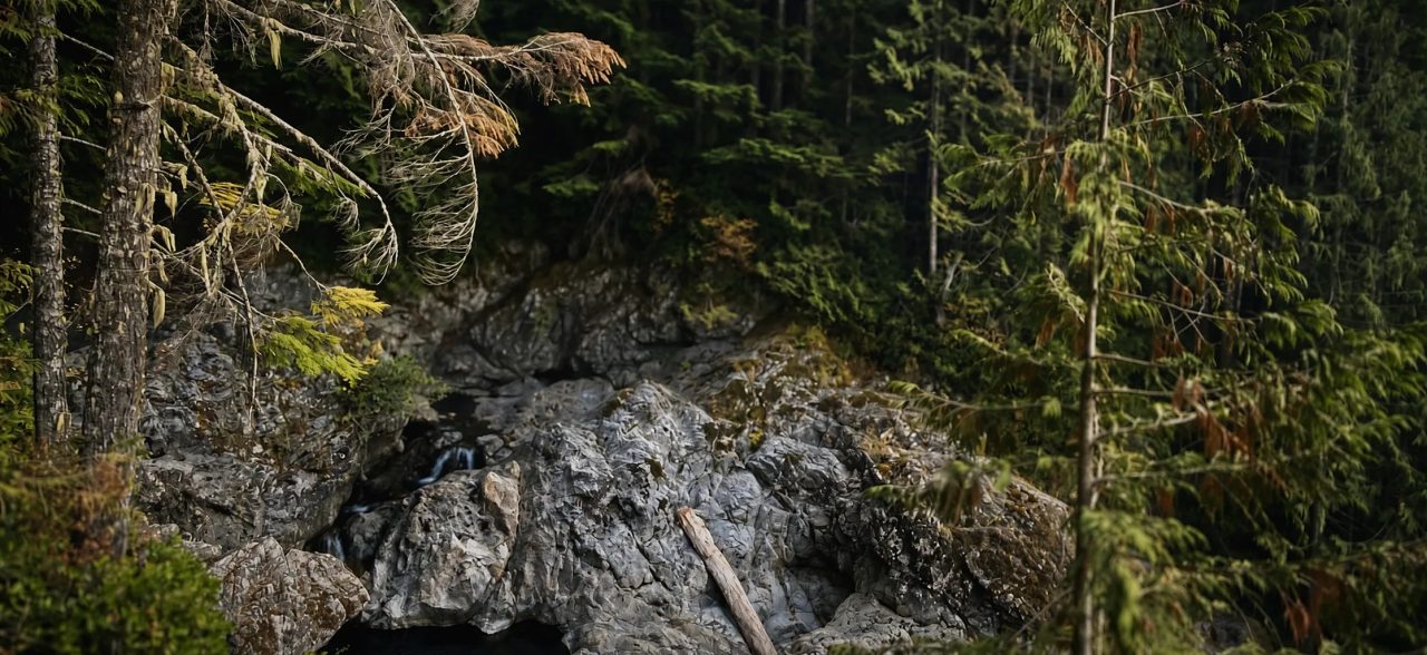 Grey boulders and a fallen log in a forest gorge, evergreen branches in the foreground