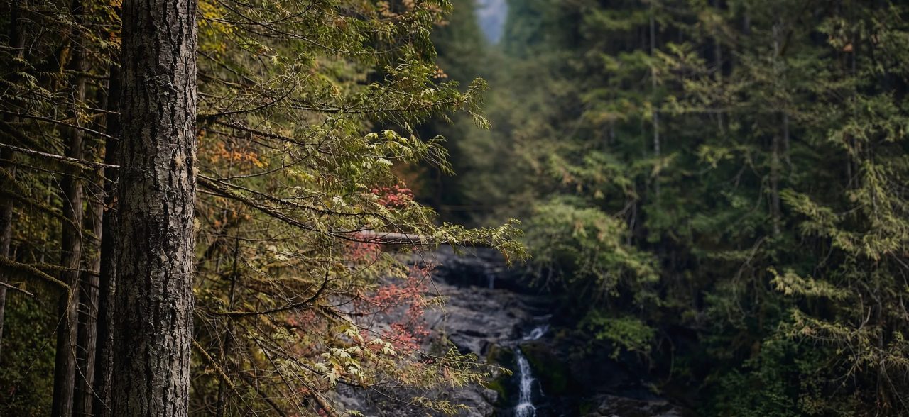 A thin waterfall down a dark rock face, tall firs and a few red leaves around it