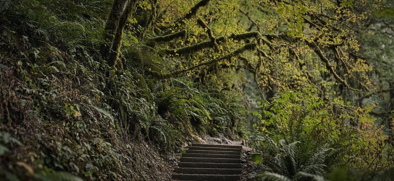 Stone steps climbing a forest trail between a mossy bank and ferns